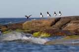 Ostrygojad zwyczajny, ostrygojad, Haematopus ostralegus