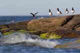 Ostrygojad zwyczajny, ostrygojad, Haematopus ostralegus