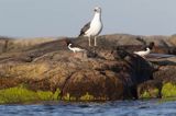 Ostrygojad zwyczajny, ostrygojad, Haematopus ostralegus i mewa siodłata Larus marinus