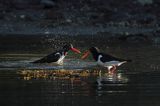 Ostrygojad zwyczajny, ostrygojad, Haematopus ostralegus, Południowa Norwegia, Skagerrak