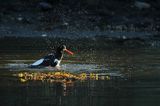 Ostrygojad zwyczajny, ostrygojad, Haematopus ostralegus, Południowa Norwegia, Skagerrak