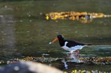 Ostrygojad zwyczajny, ostrygojad, Haematopus ostralegus, Południowa Norwegia, Skagerrak