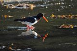 Ostrygojad zwyczajny, ostrygojad, Haematopus ostralegus, Południowa Norwegia, Skagerrak