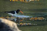 Ostrygojad zwyczajny, ostrygojad, Haematopus ostralegus, Południowa Norwegia, Skagerrak