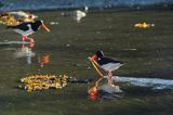 Ostrygojad zwyczajny, ostrygojad, Haematopus ostralegus, Południowa Norwegia, Skagerrak