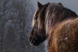 hucuł Otryt w śnieżycy, Bieszczady