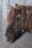 hucuł Otryt w śnieżycy, Bieszczady