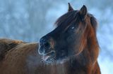 hucuł Otryt portret, Bieszczady