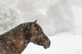 hucuł Otryt w wiosennej śnieżycy, Bieszczady