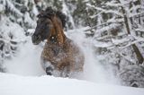 hucuł Otryt, Bieszczady