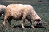 owca baran