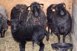 owce rasy wrzosówka sheep, wrzosowka breed
