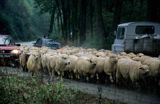 Jesienne przepędzanie owiec