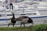 bernikle białolice, Branta leucopsis, Oxelosund, Szwecja