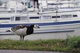 bernikle białolice, Branta leucopsis, Oxelosund, Szwecja