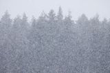 Padający śnieg, śnieżyca, Bieszczady