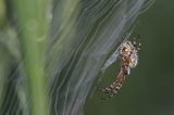 pająk pokryty rosą na pajęczynie