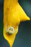 Pająk Kwietnik, Misumena vatia, Bieszczady