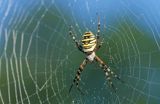 pająk tygrzyk paskowany, Argiope bruennichi