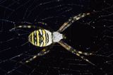 pająk tygrzyk paskowany, Argiope bruennichi