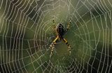 pająk tygrzyk paskowany, Argiope bruennichi