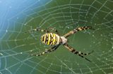 pająk tygrzyk paskowany, Argiope bruennichi