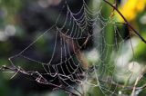 pajęczyna, Tetragnatha sp., kwadratnik