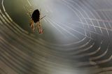 pająk na pajęczynie