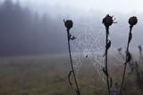 pajęczyna o świcie na łące, Bieszczady