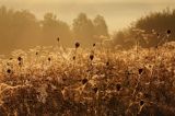 Krople rosy na pajęczynach, Pogórze Dynowskie