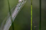 Tęczowa pajęczyna i pająk