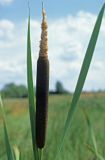 pałka wodna szerokolistna Typha latifolia)