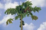 Papaja, Melonowiec właściwy, Carica papaya