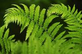 Wietlica samicza, Athyrium filix-femina