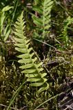 Polypodium vulgare paprotka zwyczajna) ,