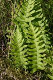 Polypodium vulgare paprotka zwyczajna) ,