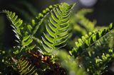 paproć, paprotka zwyczajna Polypodium vulgare
