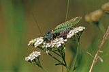 łatczyn brodawnik - Decticus verrucivorus) pasikonikowate