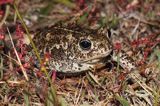 ropucha paskówka, Epidalea calamita, syn. Bufo calamita