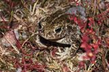 ropucha paskówka, Epidalea calamita, syn. Bufo calamita