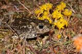 ropucha paskówka, Epidalea calamita, syn. Bufo calamita