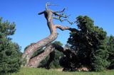 'sosna sztormów' w Pavilosta, Łotwa The Storm Pine in Pavilosta village, Latvia