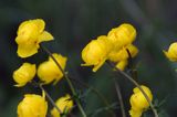 pełnik europejski Trollius europaeus rezerwat 'Bojarski Grąd' Nadbużański Park Krajobrazowy