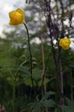 pełnik europejski Trollius europaeus rezerwat 'Bojarski Grąd' Nadbużański Park Krajobrazowy