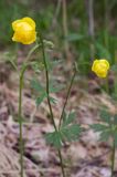 pełnik europejski Trollius europaeus rezerwat 'Bojarski Grąd' Nadbużański Park Krajobrazowy