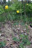 pełnik europejski Trollius europaeus rezerwat 'Bojarski Grąd' Nadbużański Park Krajobrazowy