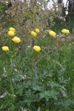 pełnik europejski Trollius europaeus rezerwat 'Bojarski Grąd' Nadbużański Park Krajobrazowy