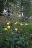 pełnik europejski Trollius europaeus rezerwat 'Bojarski Grąd' Nadbużański Park Krajobrazowy