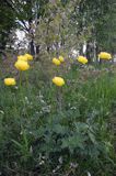 pełnik europejski Trollius europaeus rezerwat 'Bojarski Grąd' Nadbużański Park Krajobrazowy