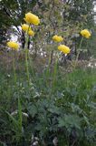 pełnik europejski Trollius europaeus rezerwat 'Bojarski Grąd' Nadbużański Park Krajobrazowy